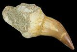 Partially Rooted Mosasaur (Platecarpus) Tooth - Morocco #117040-1
